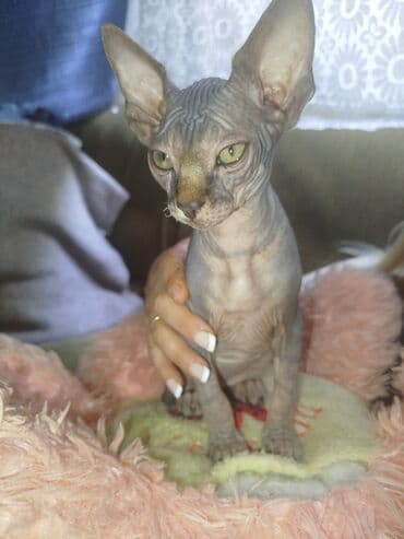 донской сфинкс котята: Sfinks, Erkək, Pulsuz çatdırılma — 1