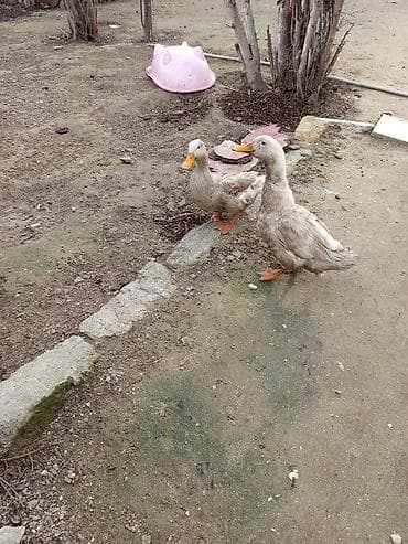 Məhsul: Ev şəraitində saxlanılan ördəklər Təsvir: - Şəkillərdə iki