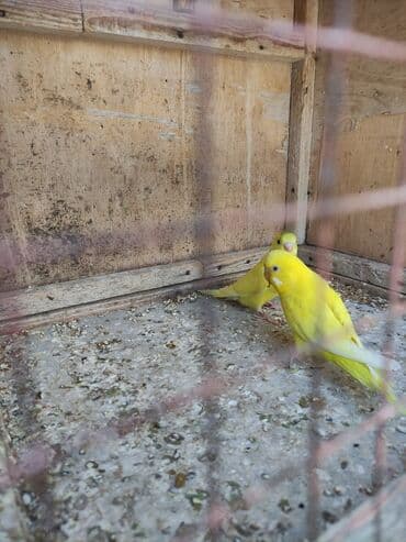 hələb kecilərin qiyməti: Korella Karella tutuqusu papuqay sevgi quşu nerazlucnik valnist 14 — 10