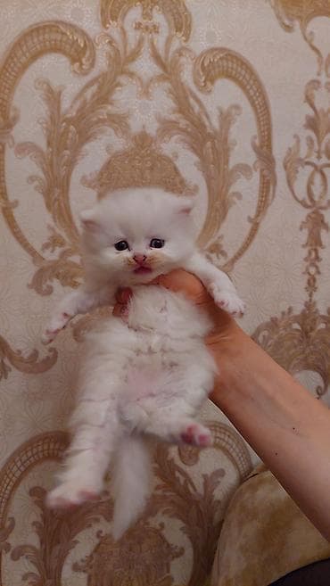 satılıq pişiklər: Şotland uzun tüklü, Dişi, Ünvandan götürmə, Ödənişli çatdırılma — 2