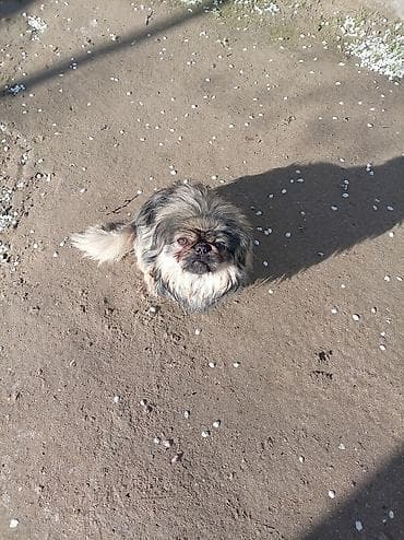 doberman itleri: Pekines — 1