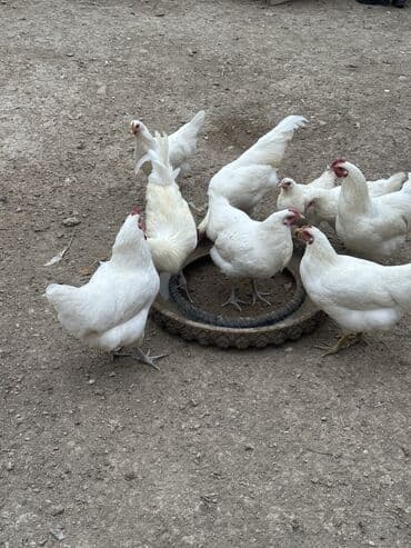 brama toyuq: Toyuq, Australorp, Damazlıq, Ödənişli çatdırılma — 3