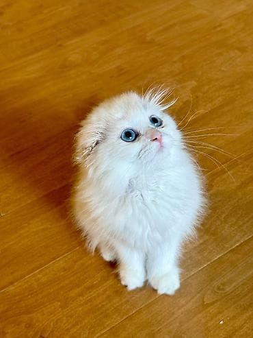 Heyvanlar üçün mallar: Britan — 2