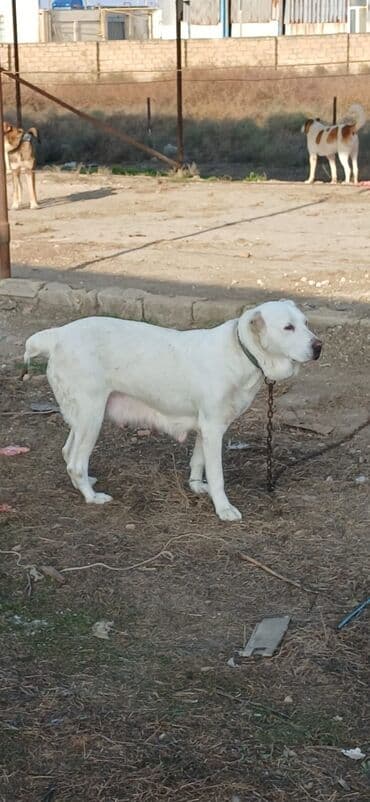 pişik yemek qabı: Alabay, 1 il, Dişi, Peyvəndli, Ödənişli çatdırılma — 3