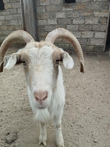 Pişiklər: Erkək, il: 1, Damazlıq — 7