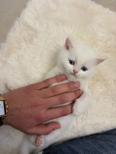 heyvan geyimi: Britan, Erkək, Dişi, Yaxşı əllərə, Pulsuz çatdırılma — 10