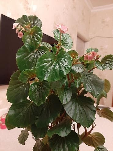 antrium gulu: Beqonya gulu her biri 8azn.çicek acir — 4