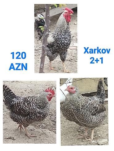 depo gold instagram: Toyuq, Damazlıq — 1