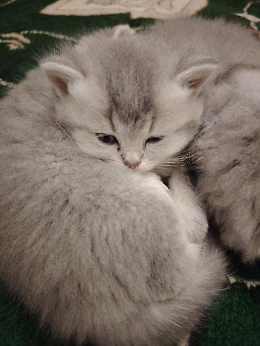 Pişiklər: Britan — 7