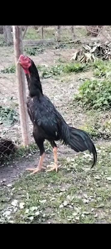 Qara rəngli uzunboy döyüş tipli cücələr (tək xoruz) – yerli seleksiya