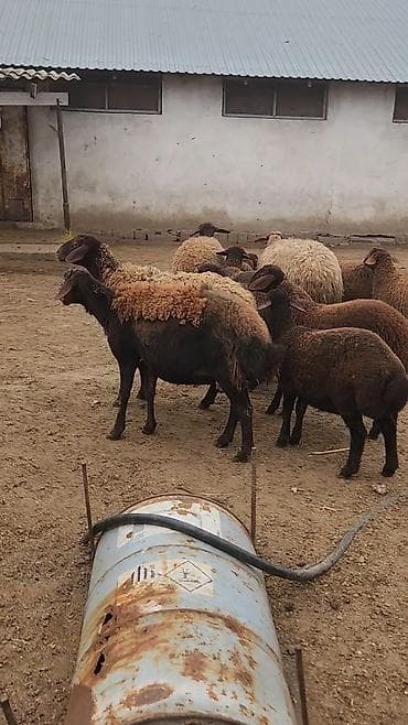 Heyvanlar üçün mallar: Qoyun sürüsü – yerli ətlik/qarışıq istiqamət Məhsul təsviri: - — 8