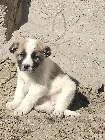 hamster qiyməti: Peyvəndli — 1