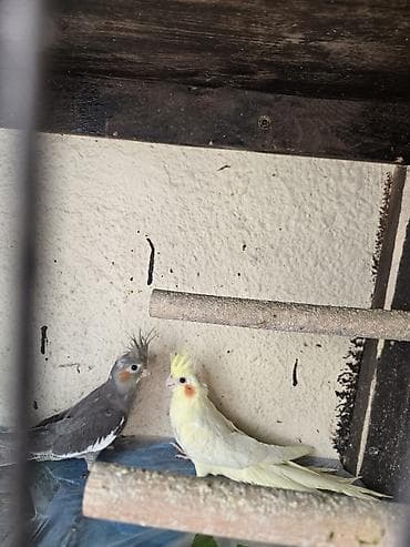 bulbul qusu: Nimfa papuqayları (2 ədəd cüt) - Növ: Nimfa (Cockatiel) - Rənglər: - — 3