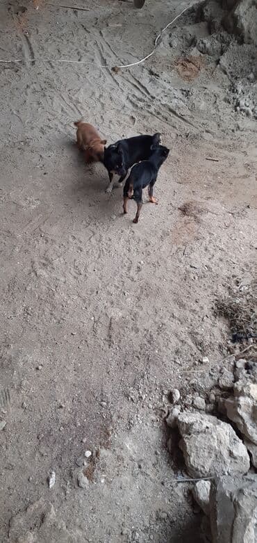 Miniatür pinçer, Peyvəndli