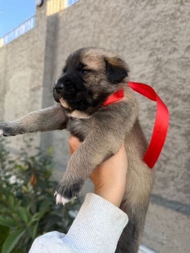 itlər ucuz: Alman çoban iti, 1 ay, Erkek, Ünvandan götürmə — 2