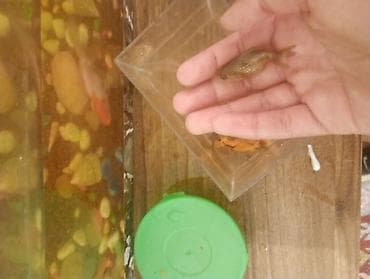 mermer baligi: Qızıl balıq, Sülhsevər — 6