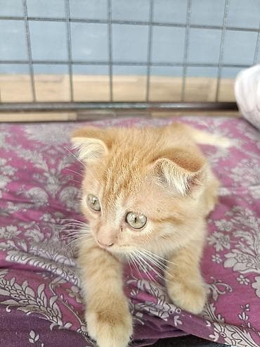 pisik adlari: Şotland, Dişi, Yaxşı əllərə, Ünvandan götürmə — 2