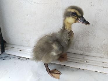 qaz ordek: Blue Rouen ordey balalari satilir. 5 gunluk balalardi 3 baladi. 1 — 3