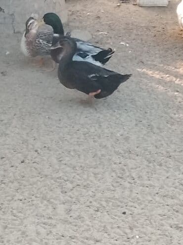 hinduşqa balası: Satılır: ördək sürüsü - Növlər və rənglər: ağ, qara, boz, qəhvəyi və — 5