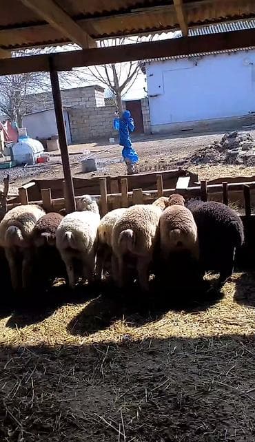 Mal-qara: Salam 15 baş əmlik quzudur superde kokduler, 5 ədədi tisdir 10 ədədi — 2