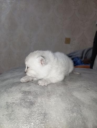 eşək şəkili: Şotland, Dişi, Ödənişli çatdırılma — 6