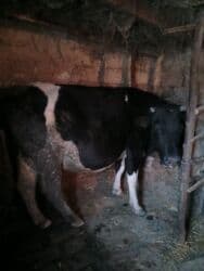 i̇nəklər: SALAM ALEYKUM ətlik inek teqribi 250 kq temiz eti olar diri ceki 7 — 4