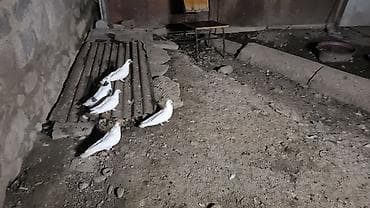 sultan xoruz: Heyvanlar satılır yaxşı oxuyun sonra yazın hamsı 5 manat deyil 1 ədədi — 3