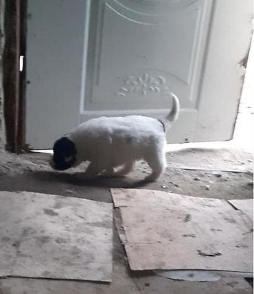 etlik cuce satisi: Qafqaz çoban iti, Dişi — 4