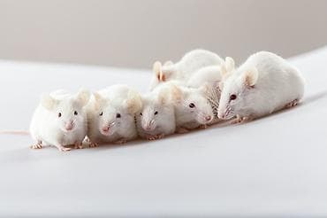 kiçik heyvanlar: Labaratoriya siçanı ağ siçan hamster xomyak Ağ laboratoriya — 1