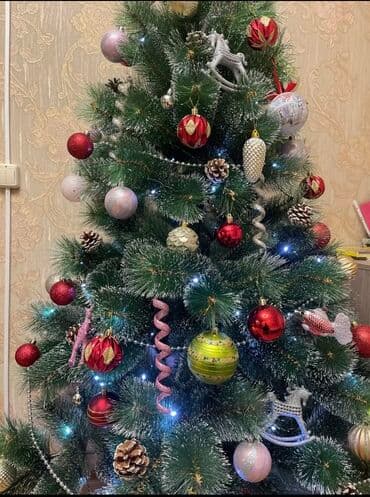 böyük yolka: Yolka — 2