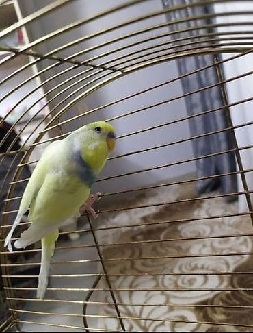 papuqay sesi: Dalmağzı (budaq başlı) dalğalı tutuquşular – rəngli cüt - Növ — 2