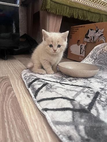 sort pişik: Balaca krem rəngli pişik balası - Yumuşaq krem-bej rəngli, qısa və — 4