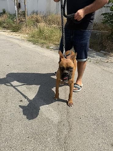 heyvan: Bokser, 7 ay, Erkek, Sənədli, Pulsuz çatdırılma — 2