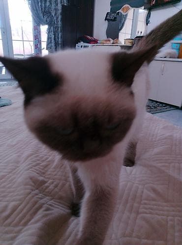 pişik yuva: Сиамская — 1