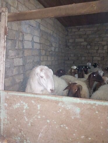 Atlar: Qoyun və quzular – təsərrüfat üçün hazır sürü - Növ: yerli — 6