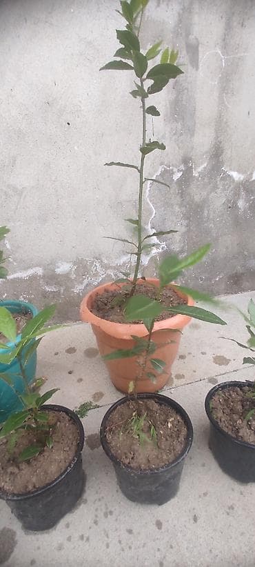 ciledagi bitkisi: Dəfnə ağacı (Laurus nobilis) – ətirli, keyfiyyətli və məhsuldar sort — 4