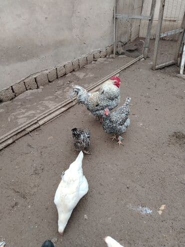 Gəmiricilər: Toyuq, Damazlıq — 7