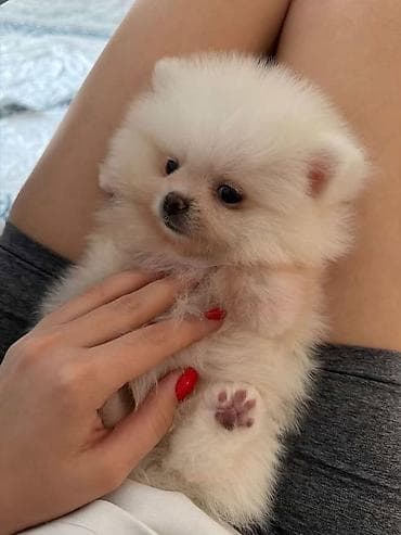 xaski iti haqqinda melumat: Şpitz, 2 ay — 2