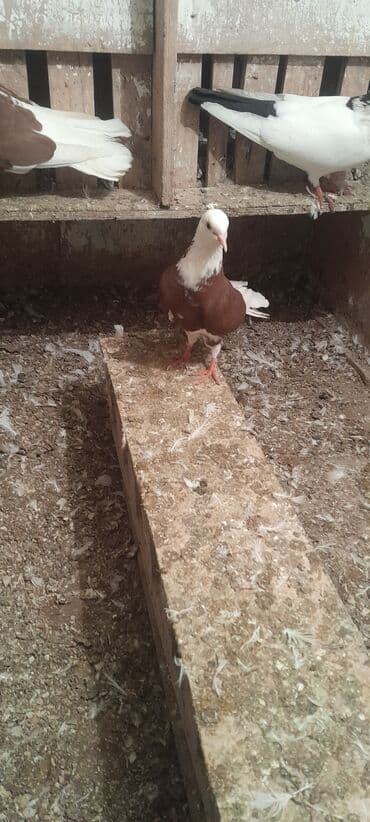 quş yuvaları: Hazir cutdulər balasida var real aliciya cuzi endirim olacaq Təsvir — 2