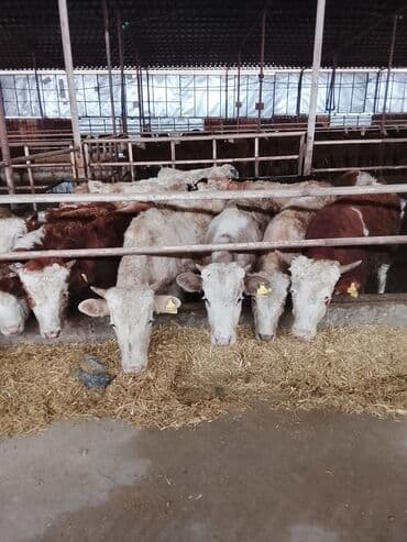 cins ineklerin satisi 2018: Hereford tipli ətlik danalar – fermadan - Şəkildəki bağlamalı fermada — 5