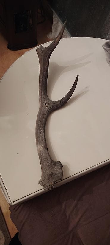 Güzgülər: Buynuzlar — 1