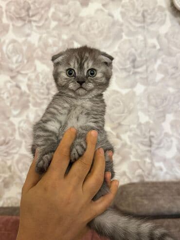 Tavalar: Şotland yastı qulaq — 4