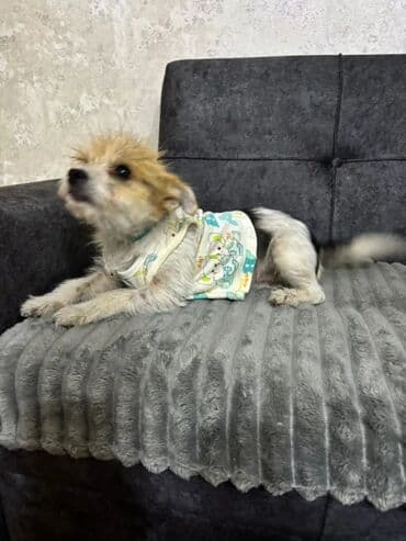zvanok itler etibarlı əllərə veriril: Sahiblendirilir.Pudel 1 yaş.Etibarlı əllərə.Xanımlara verilir — 2