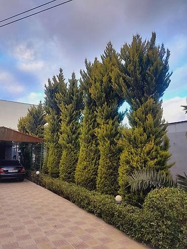 Çöl bitkiləri: Ağaclar — 2