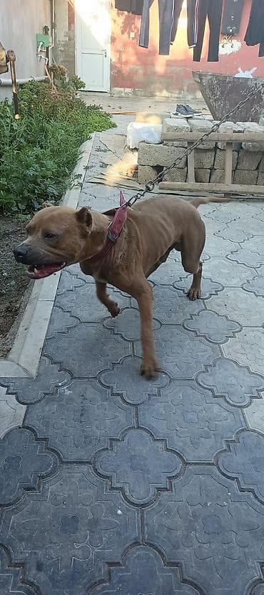 ev heyvanları satışı: Pitbul, 7 ay, Erkek — 6