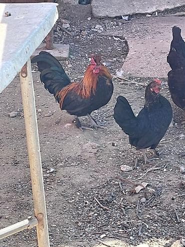 Птицы: 3 erkey 1 dişi — 3