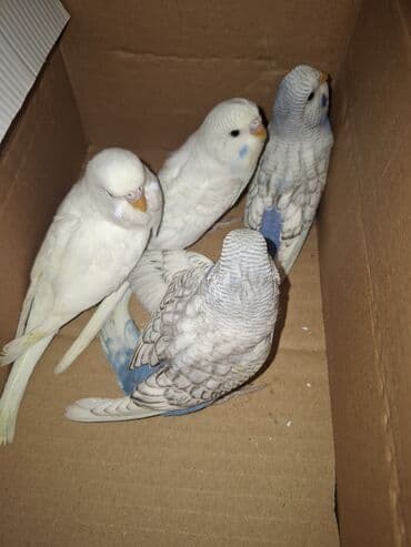 попугай ара цена: Tam saglam yeme dusmus balalar. Hamisi gozel renglerdi. Iri balalardi — 3
