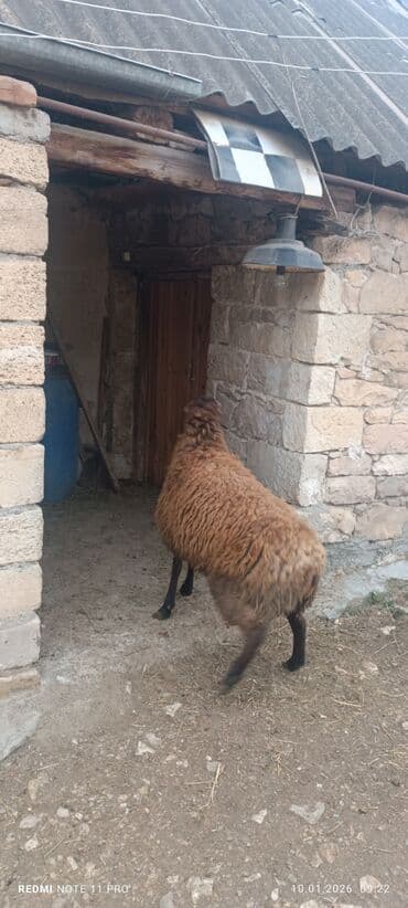 ucuz dana: Erkək, il: 1, 60 kq, Damazlıq, Ünvandan götürmə — 9