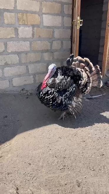 Keçilər, çəpişlər: Hinduşka cücələri, Ətlik — 9