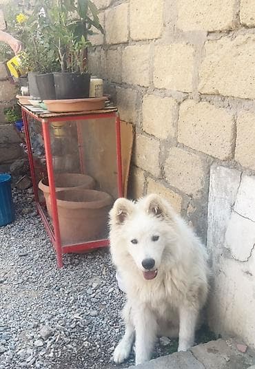 gəlincik heyvan: Samoyed, 8 ay, Erkek — 3